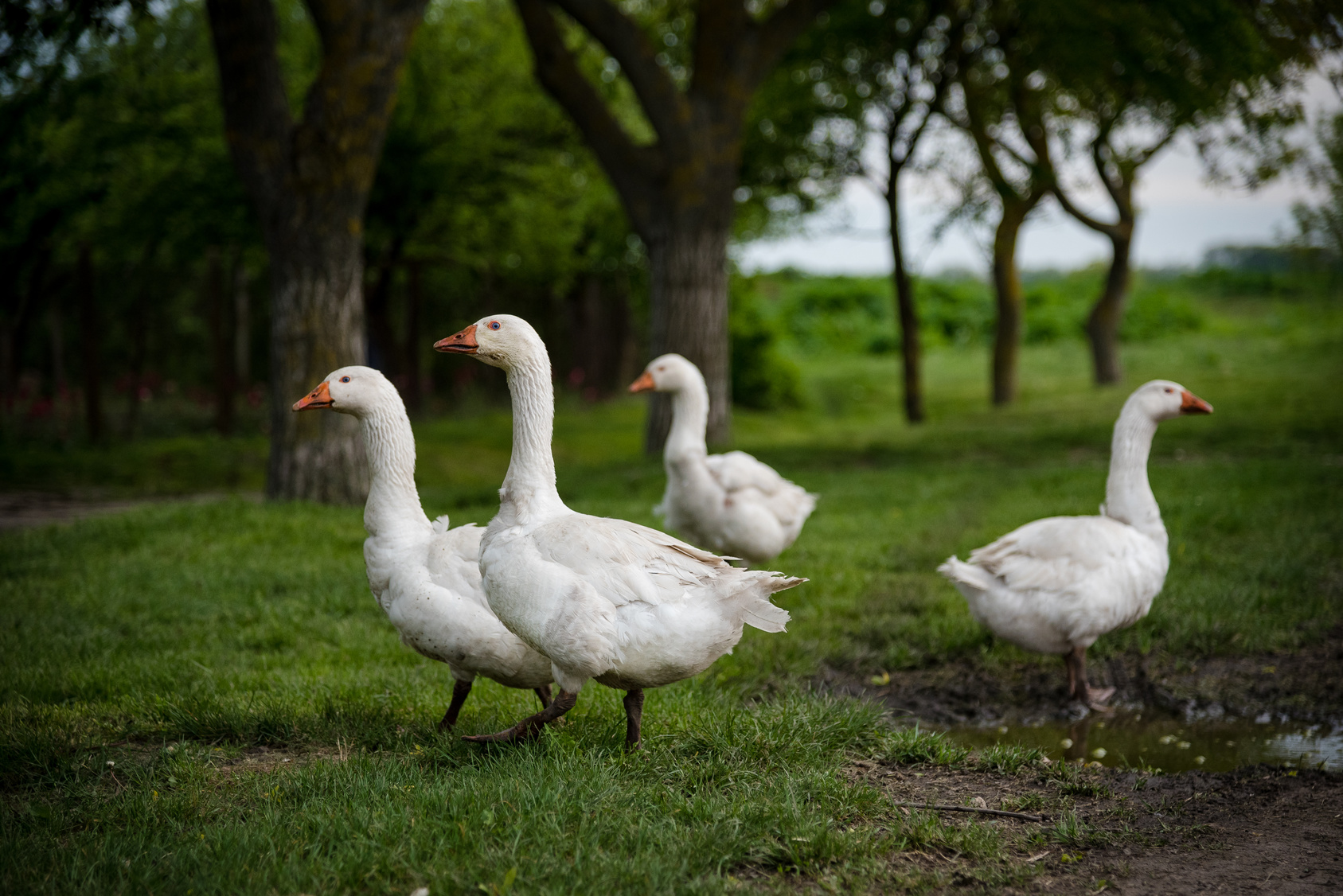 Farm Purina